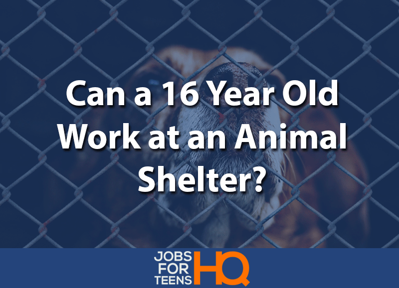 Can a 16 year old work at an animal shelter